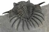 Kayserops megaspina Trilobite - Top Quality #189968-4